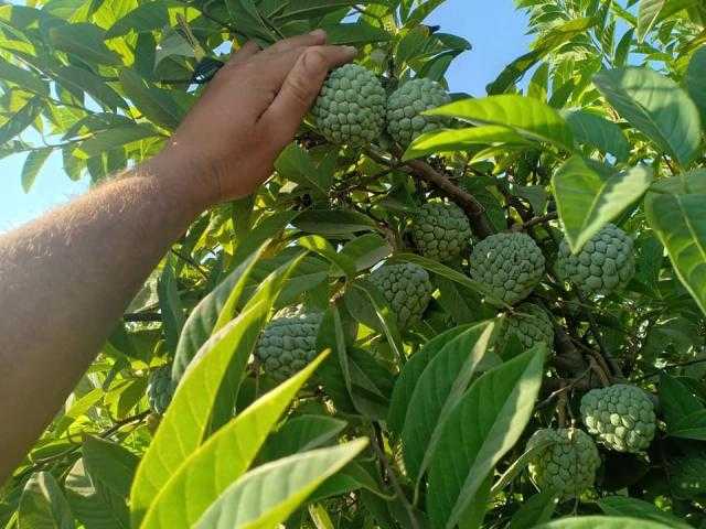 صباح القشطة .. 10 فوائد صحية لها تعرف عليها