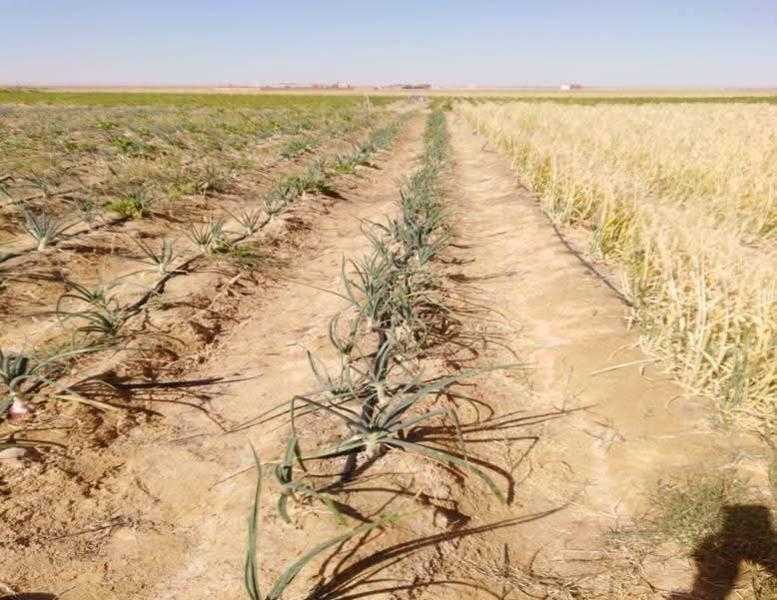 انطلاق المرحلة الثانية من المزرعة البحثية لأكاديمية البحث العلمي والتكنولوجيا