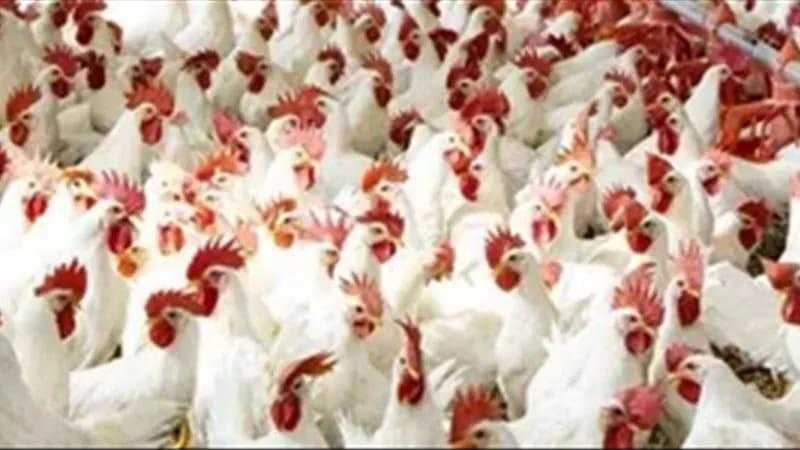 أسعار الدواجن في البورصة والمحلات اليوم الخميس 3 - 7 - 2025