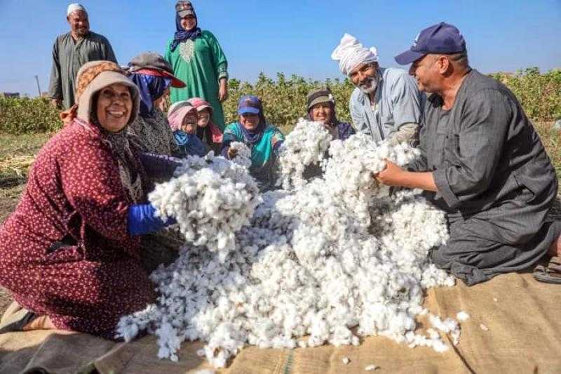 القطن المصري يتلون طبيعيًا ويشعل ثورة عالمية