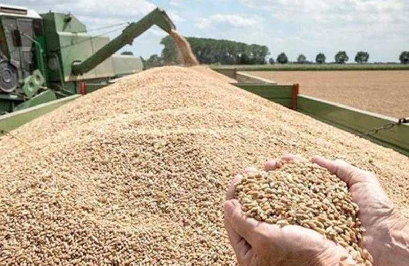 مصر تتقدم بخطى ثابتة نحو الاكتفاء الذاتي من القمح