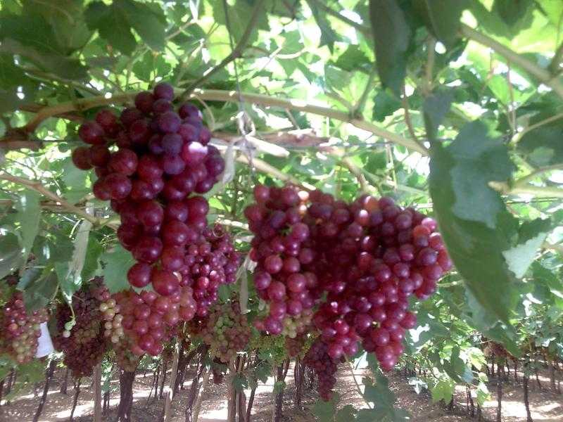 صادرات العنب المصري تحقق نموًا ملحوظًا في 2025
