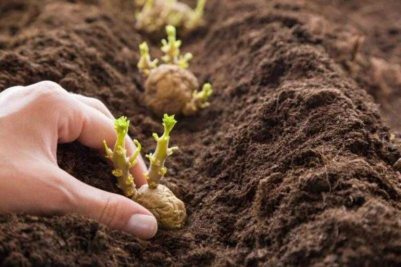 انتهاء موسم البطاطس في مصر وبداية مرحلة التخزين
