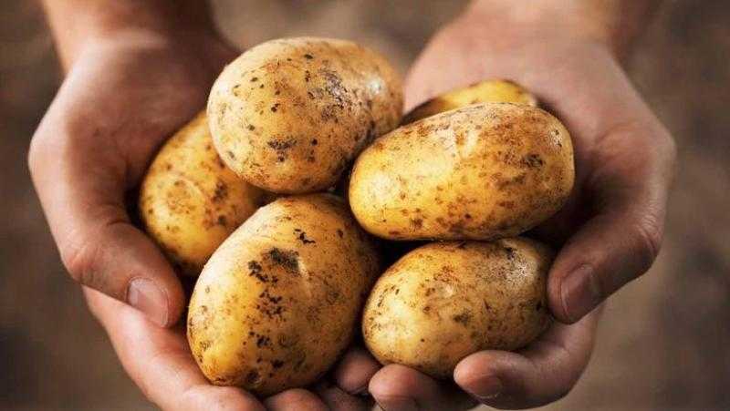 مصر تراهن على التخزين للحفاظ على زخم صادرات البطاطس