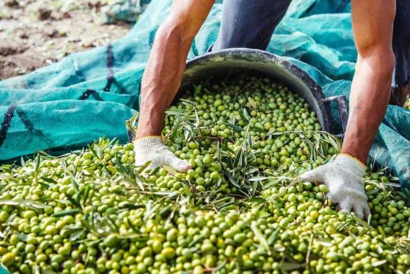 الزيتون المصري يتحدى المناخ ويقود المستقبل الزراعي