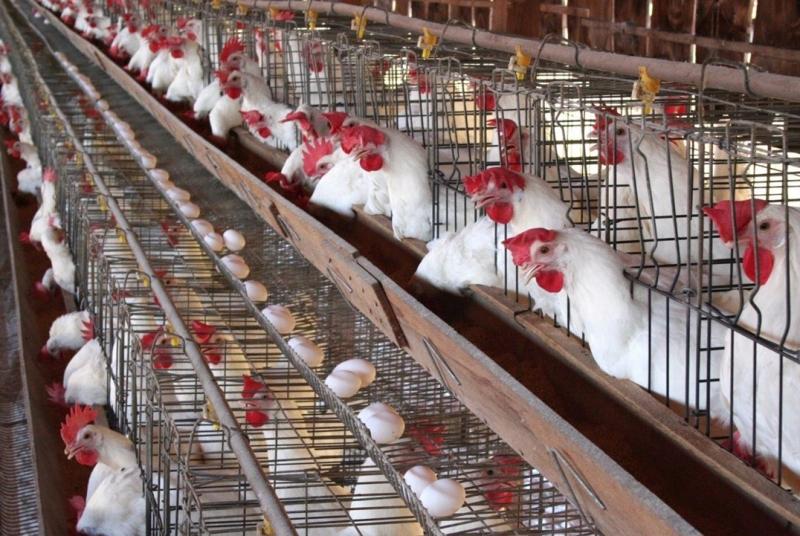 الحرارة تشتعل.. و«الزراعة» تبدأ معركة إنقاذ الثروة الحيوانية